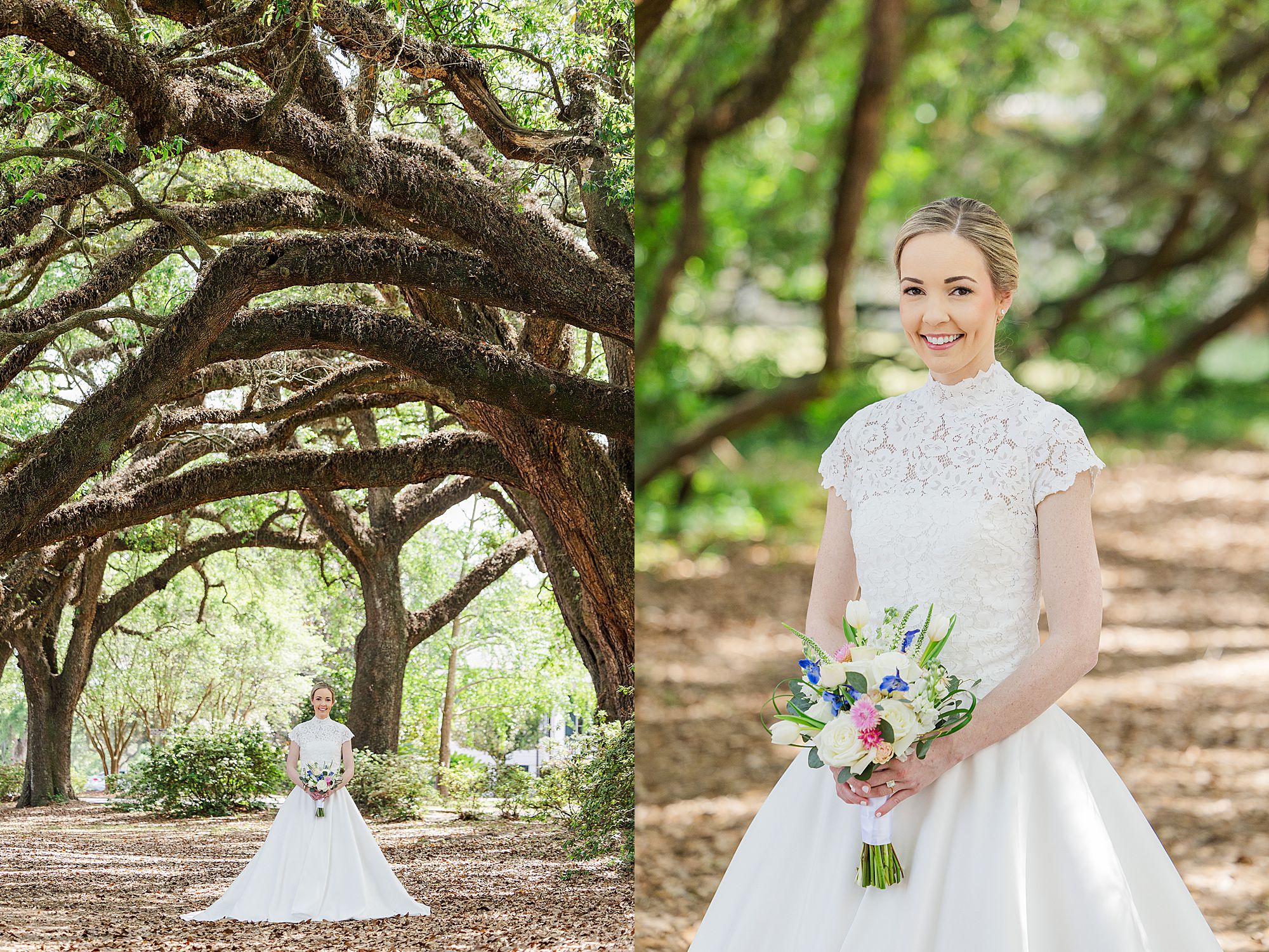 Oak trees photos